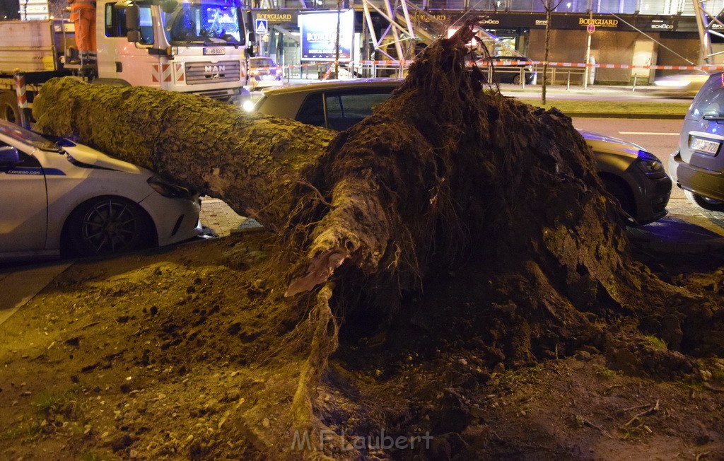 Baum auf PKWs Koeln Mitte Rheinuferstr Goldgasse P031.JPG - Miklos Laubert